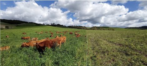 Mediterranean North & South Regenerative Agriculture 2023