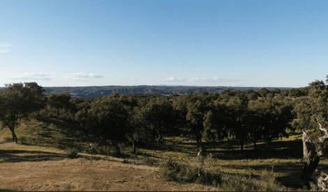 Monte Silveira Regenerative Agriculture 2022