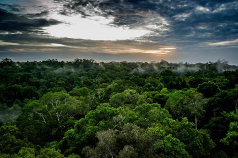 Amazon Biome Redd+