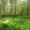 Sandy Cross Forest Biodiversity Conservation 2021