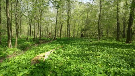 Sandy Cross Forest Biodiversity Conservation 2021