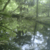 Otter Creek Improved Forest Management 2019 - Image 3