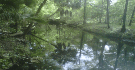 Otter Creek Improved Forest Management 2019 - Image 3