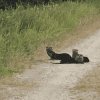 Otter Creek Improved Forest Management 2019 - Image 5